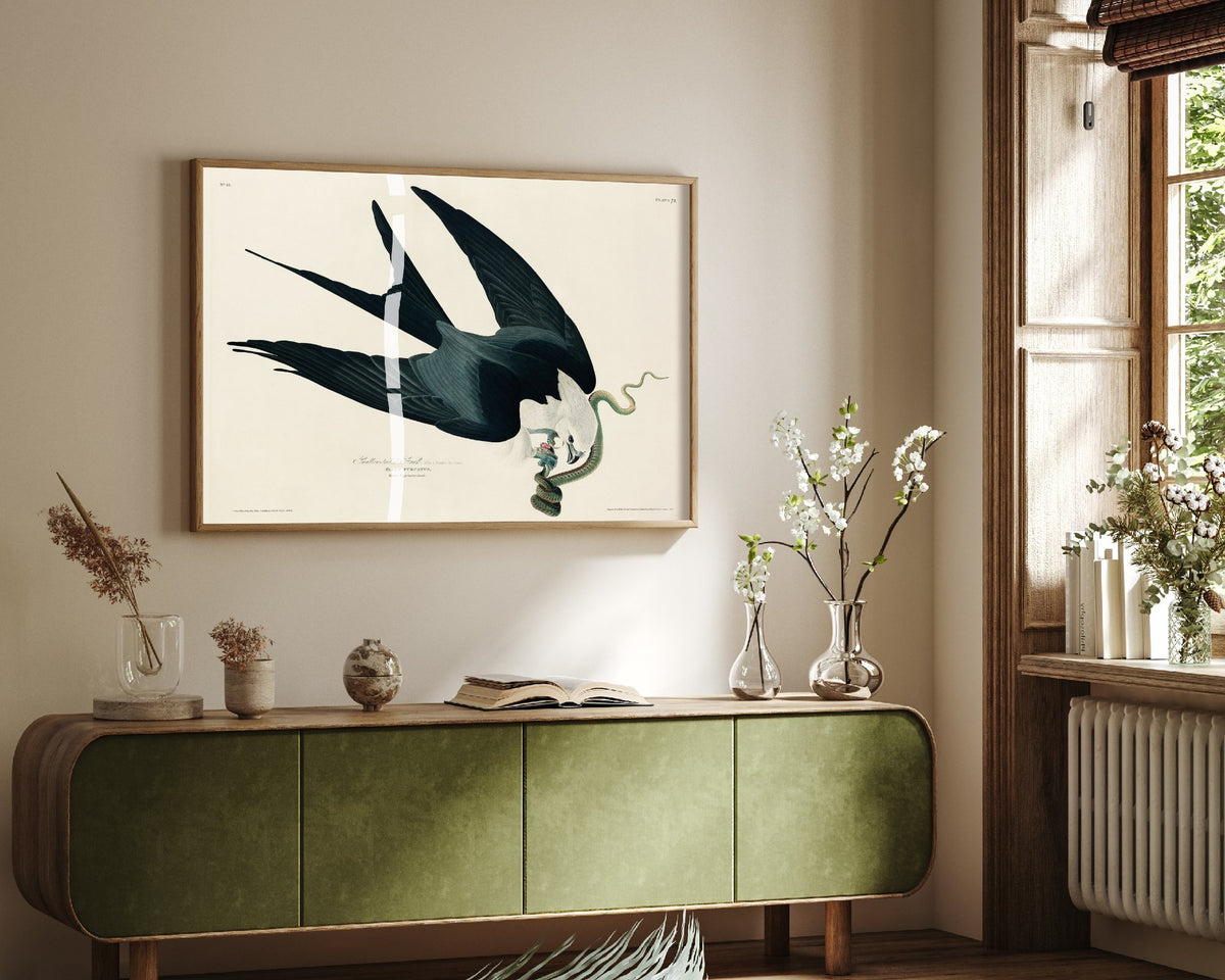 Swallow-tailed Kite Art Print - John James Audubon Birds of America - Vintage Illustration Poster