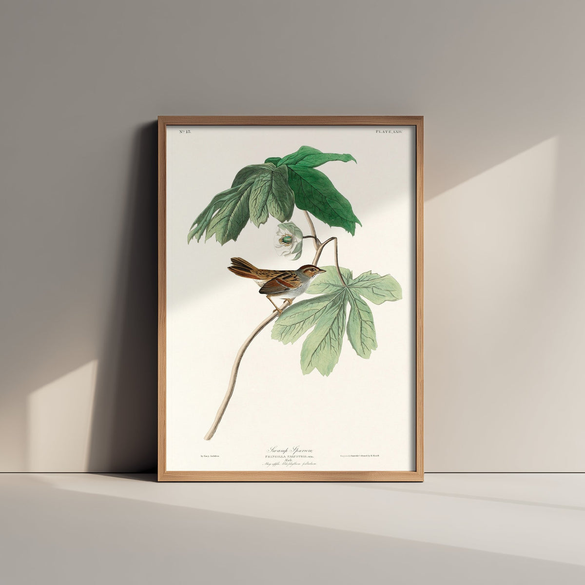 Swamp Sparrow Art Print - John James Audubon Birds of America - Vintage Ornithology Illustration Poster