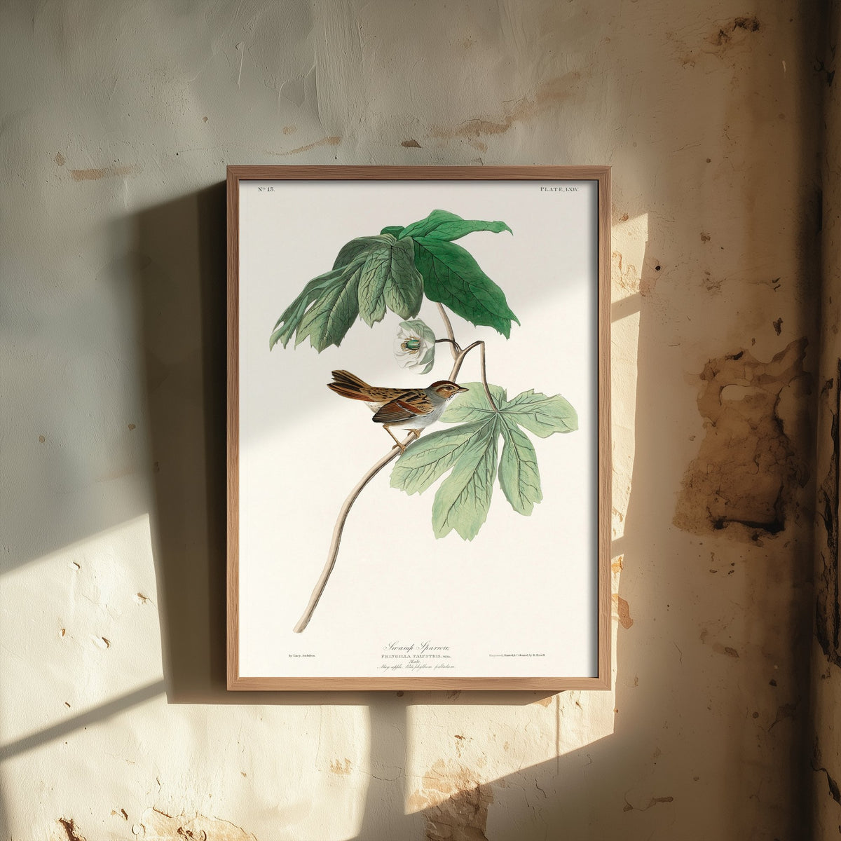 Swamp Sparrow Art Print - John James Audubon Birds of America - Vintage Ornithology Illustration Poster