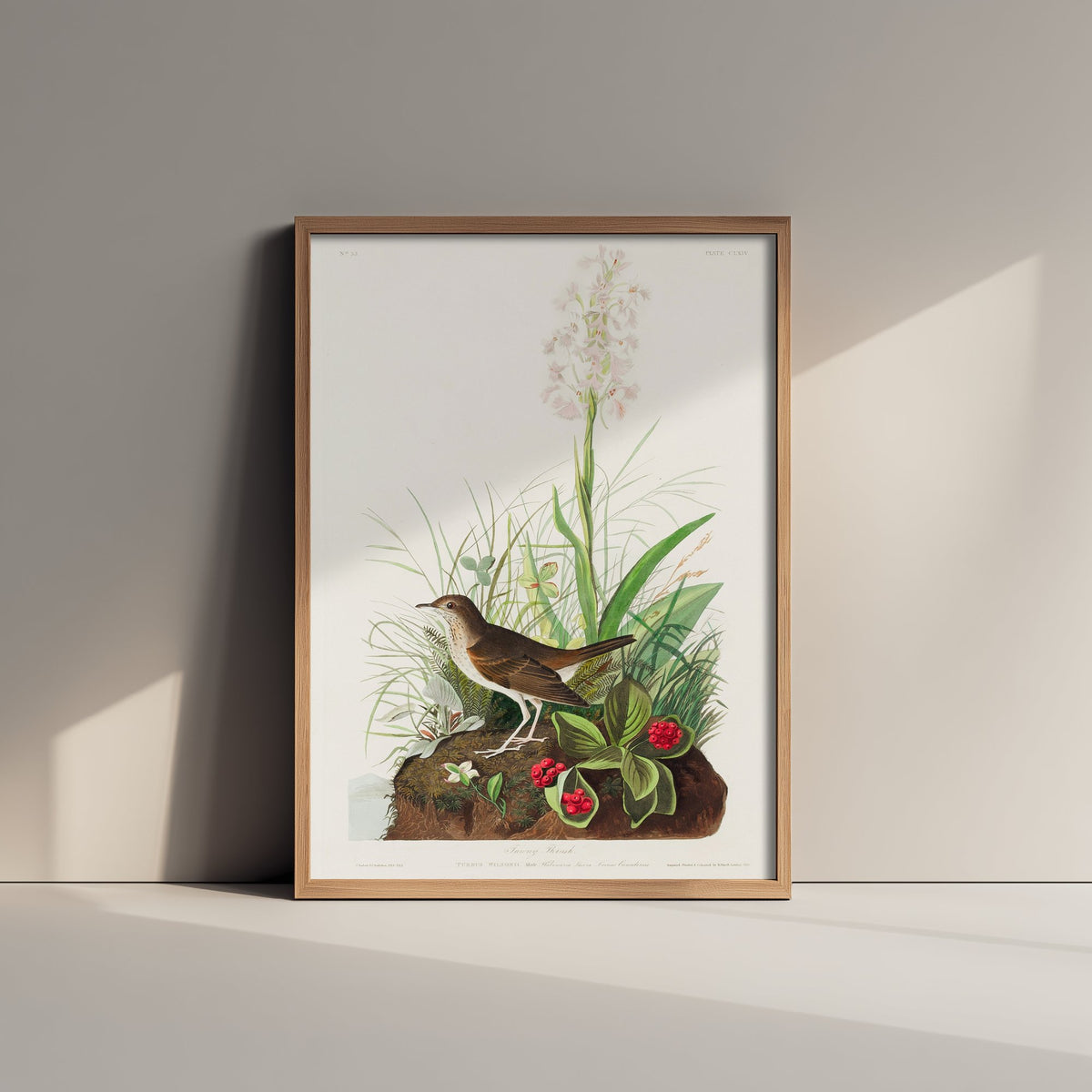 Veery Thrush Art Print - John James Audubon Birds of America - Vintage Illustration Poster