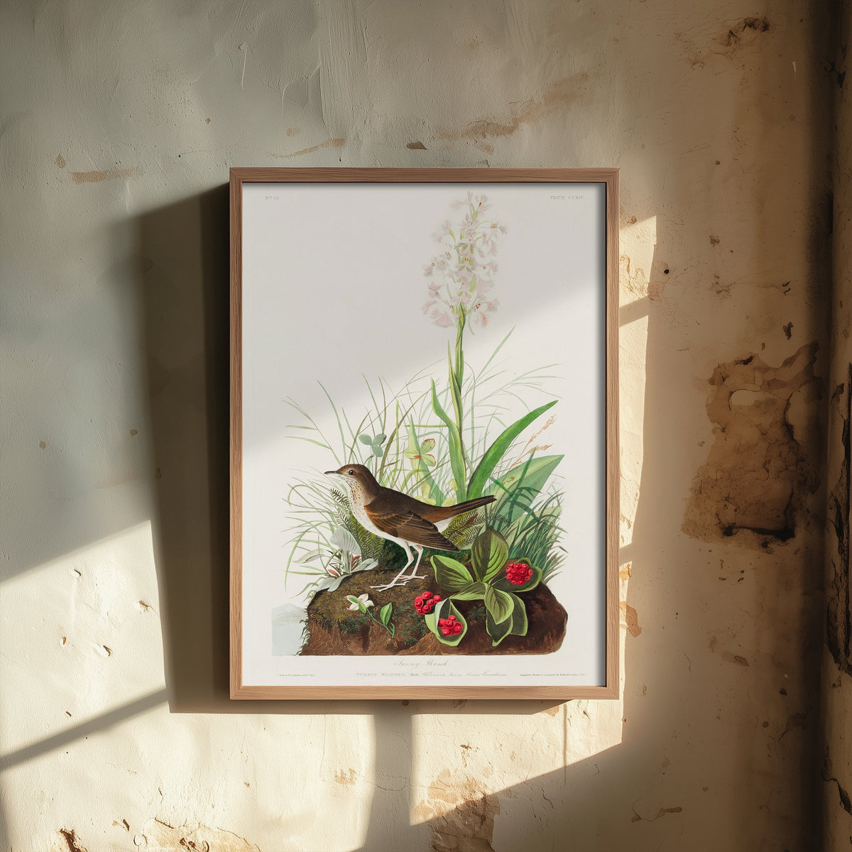 Veery Thrush Art Print - John James Audubon Birds of America - Vintage Illustration Poster