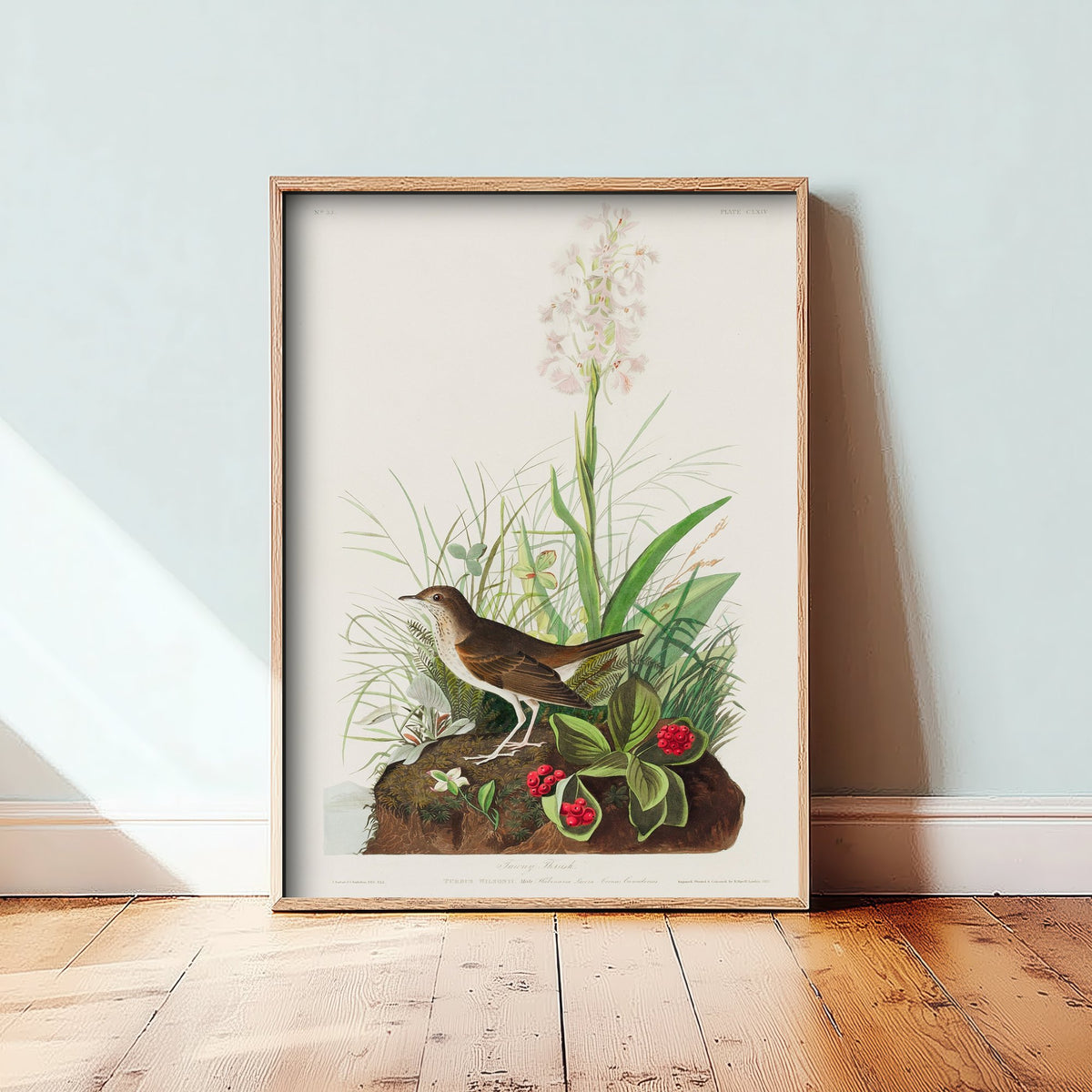Veery Thrush Art Print - John James Audubon Birds of America - Vintage Illustration Poster