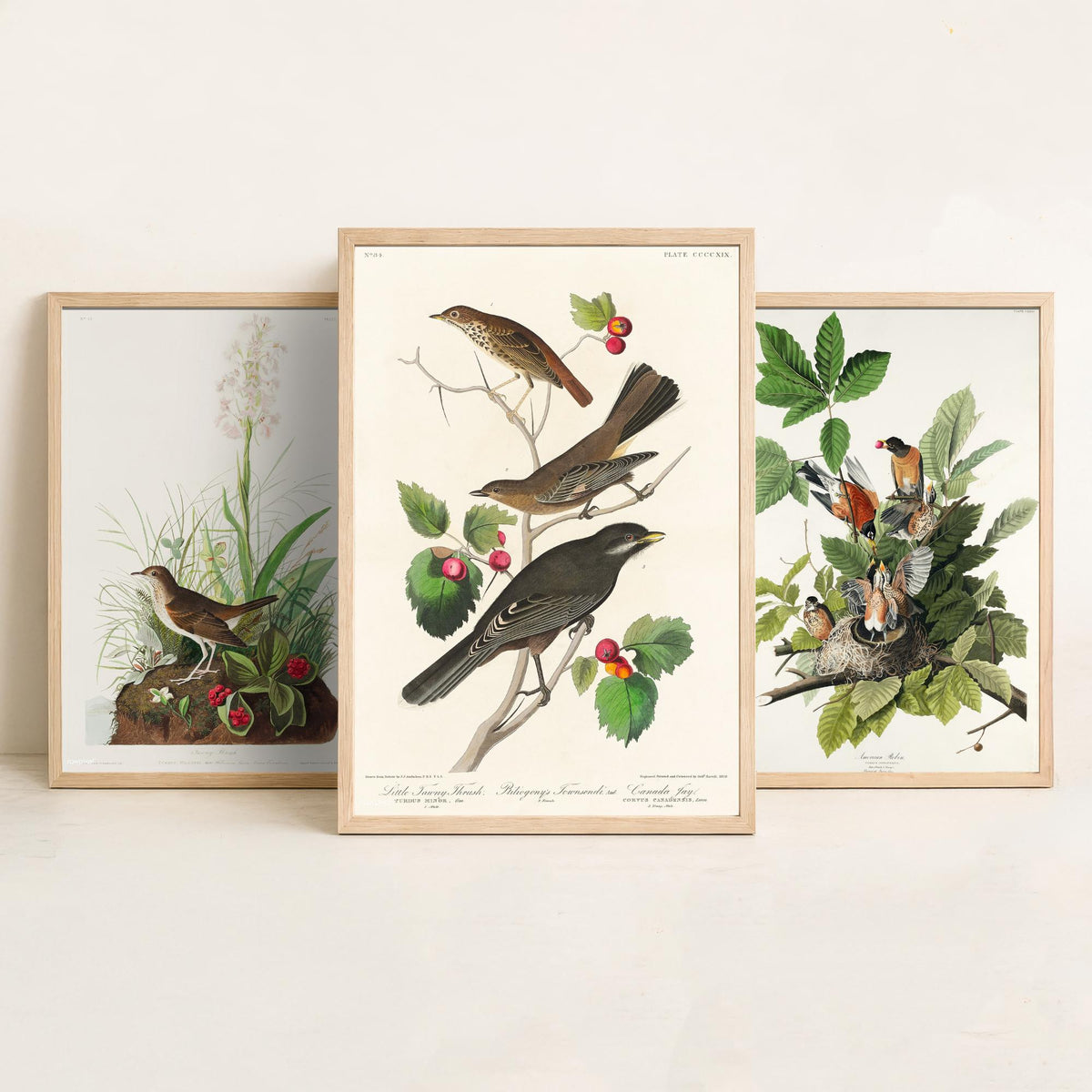 Set of Three John James Audubon Prints - Tawny Thrush American Robin Little Thrush - 3 Bird Paintings Poster Wall Art Gift Ornithology