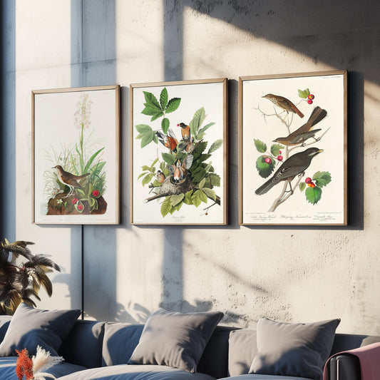 Set of Three John James Audubon Prints - Tawny Thrush American Robin Little Thrush - 3 Bird Paintings Poster Wall Art Gift Ornithology