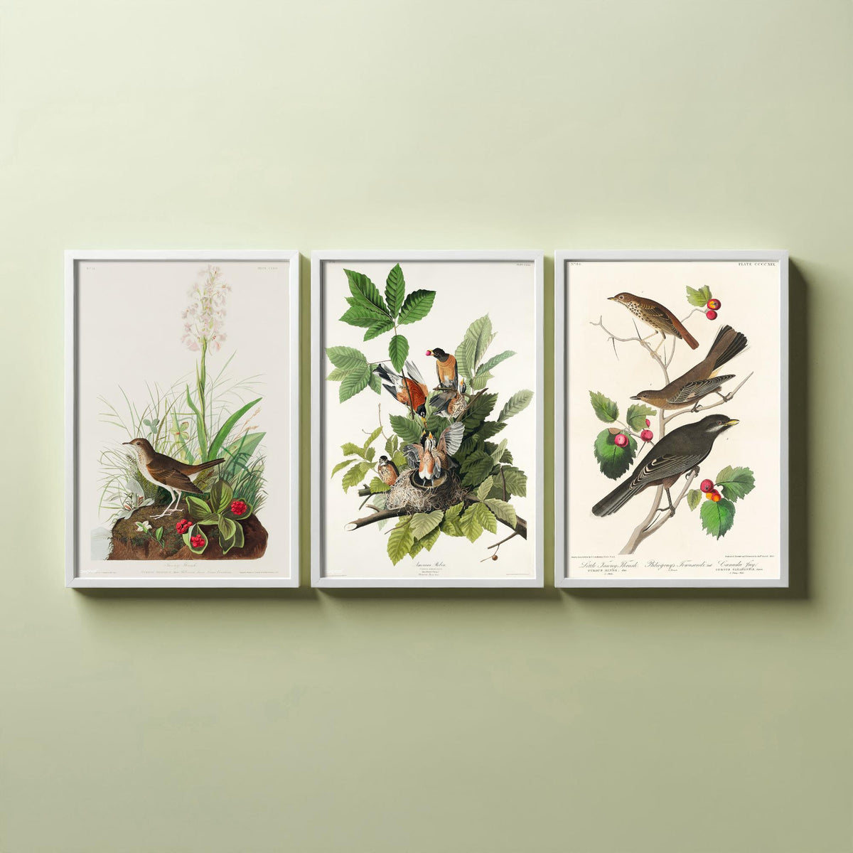 Set of Three John James Audubon Prints - Tawny Thrush American Robin Little Thrush - 3 Bird Paintings Poster Wall Art Gift Ornithology