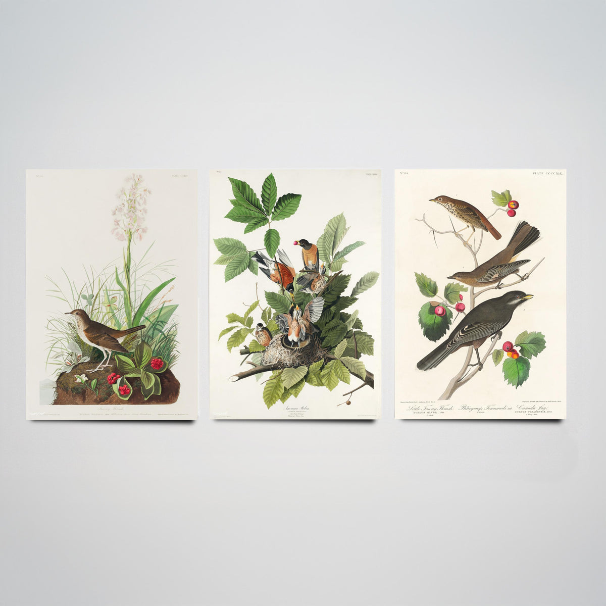 Set of Three John James Audubon Prints - Tawny Thrush American Robin Little Thrush - 3 Bird Paintings Poster Wall Art Gift Ornithology