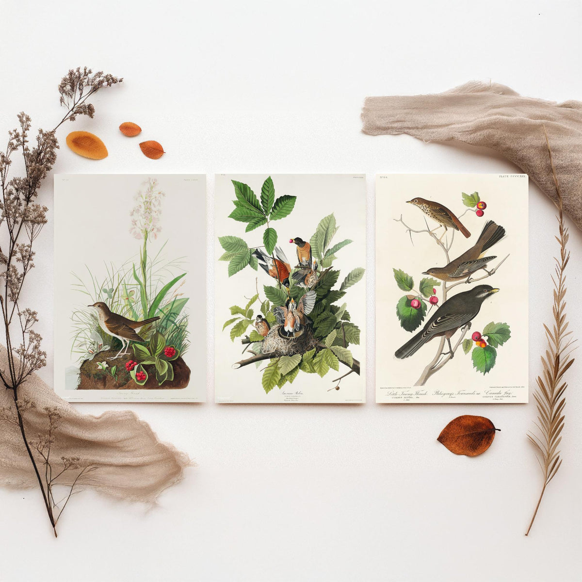 Set of Three John James Audubon Prints - Tawny Thrush American Robin Little Thrush - 3 Bird Paintings Poster Wall Art Gift Ornithology