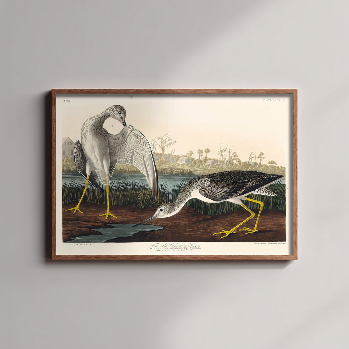 Greater Yellowlegs Art Print - John James Audubon Birds of America - Vintage Ornithology Illustration Poster