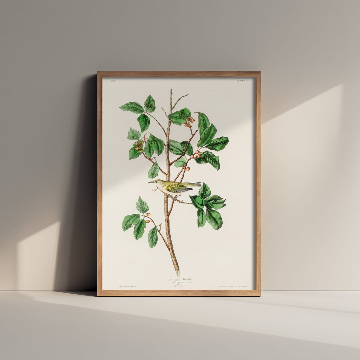 Tennessee Warbler - John James Audubon Birds of America Art Print Poster Illustration