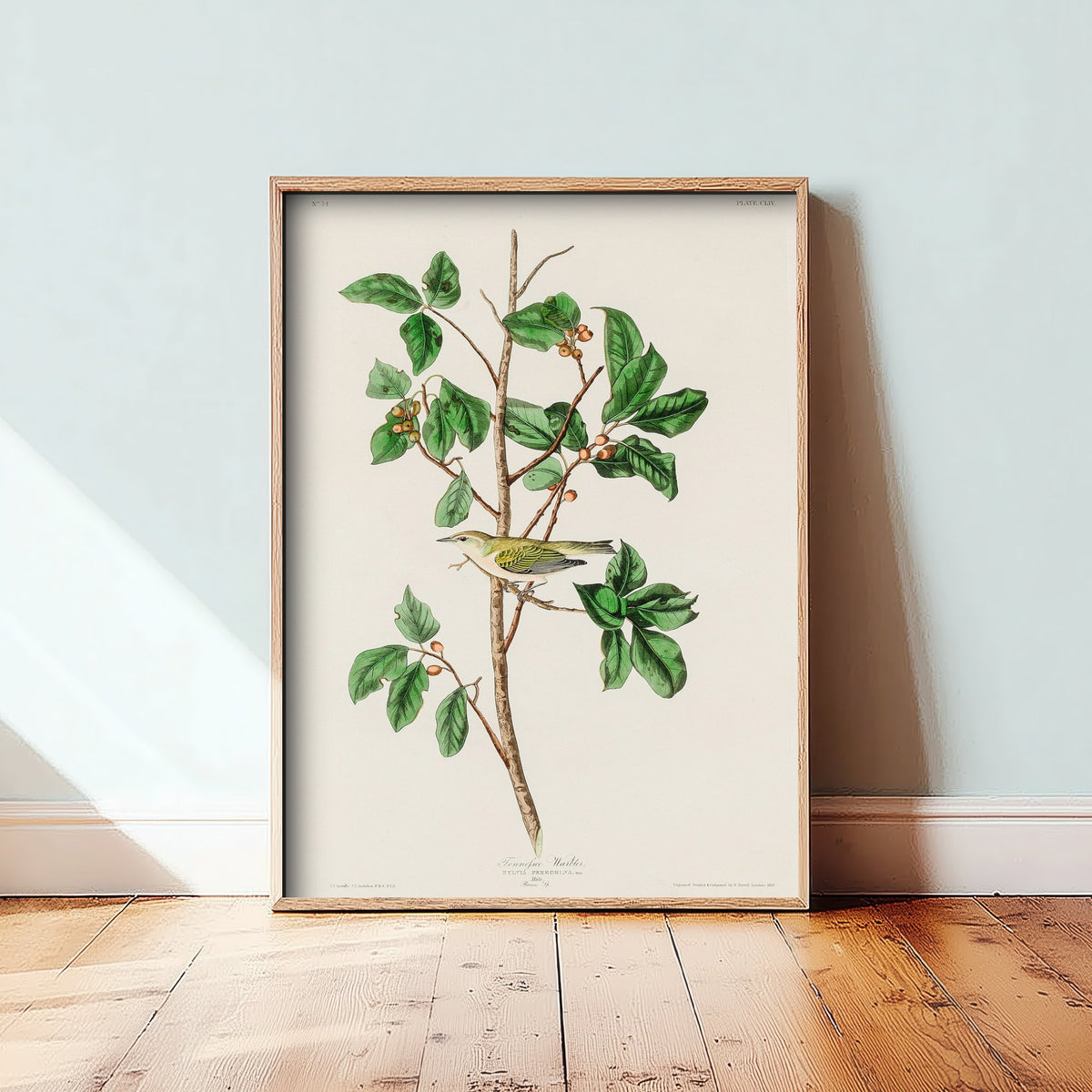 Tennessee Warbler - John James Audubon Birds of America Art Print Poster Illustration
