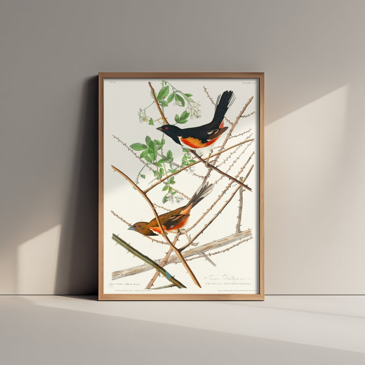 Eastern Towhee - John James Audubon Birds of America Art Print Poster Illustration