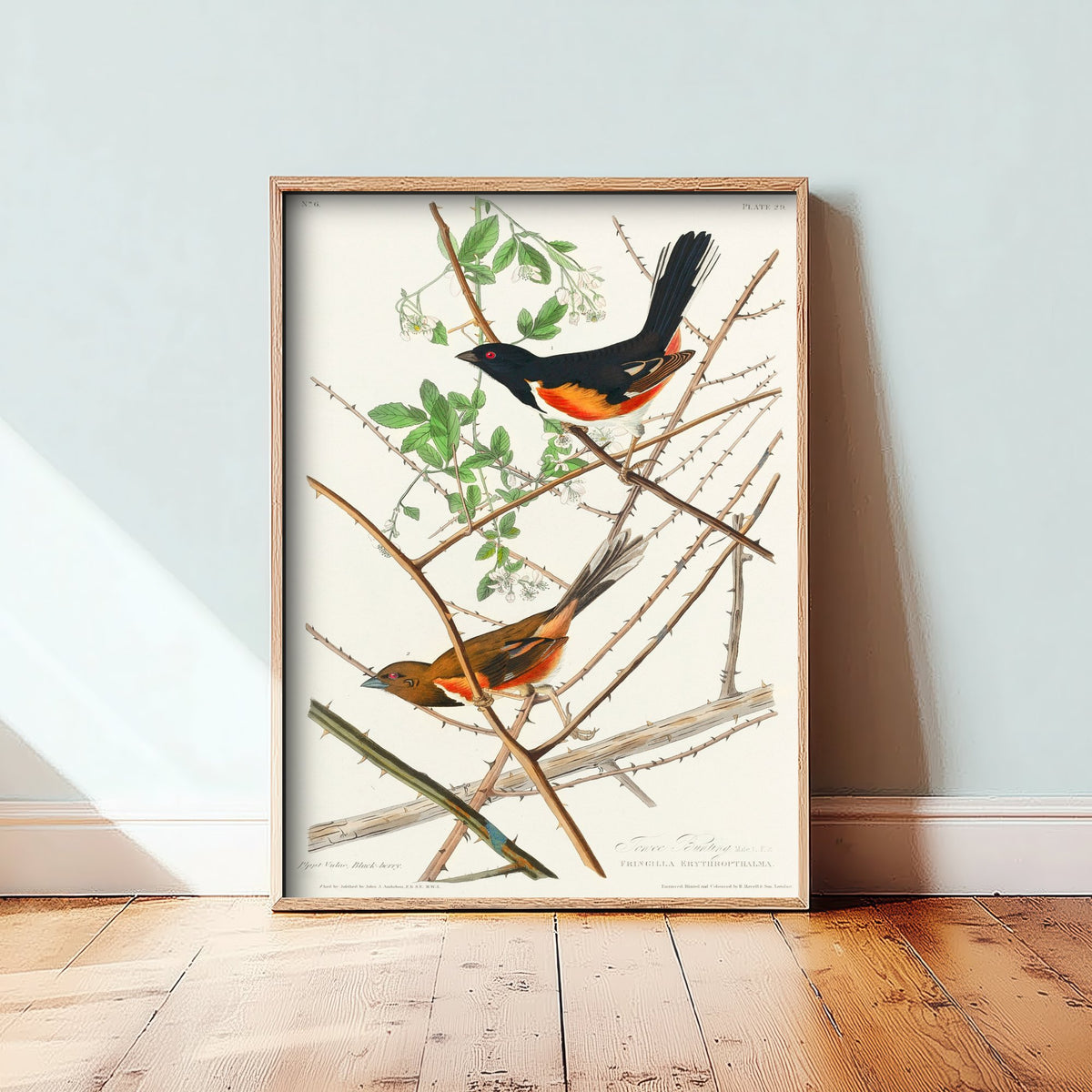 Eastern Towhee - John James Audubon Birds of America Art Print Poster Illustration