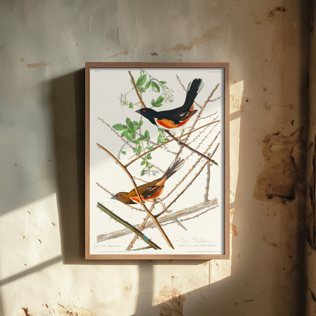 Eastern Towhee - John James Audubon Birds of America Art Print Poster Illustration