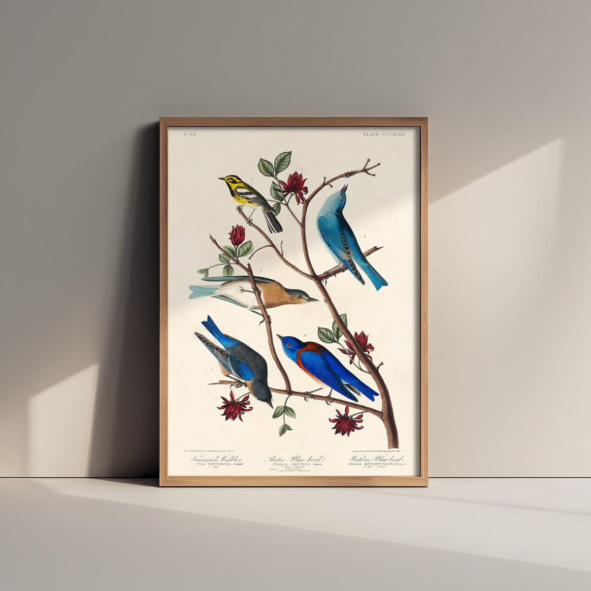 Townsend's Warbler - John James Audubon Birds of America Art Print Poster Illustration