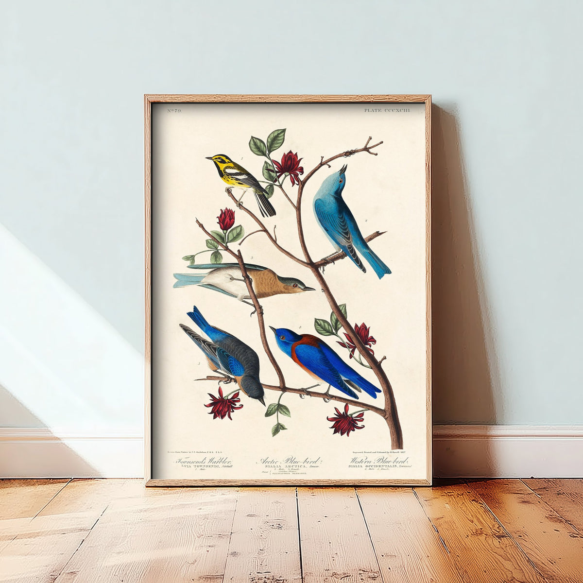 Townsend's Warbler - John James Audubon Birds of America Art Print Poster Illustration