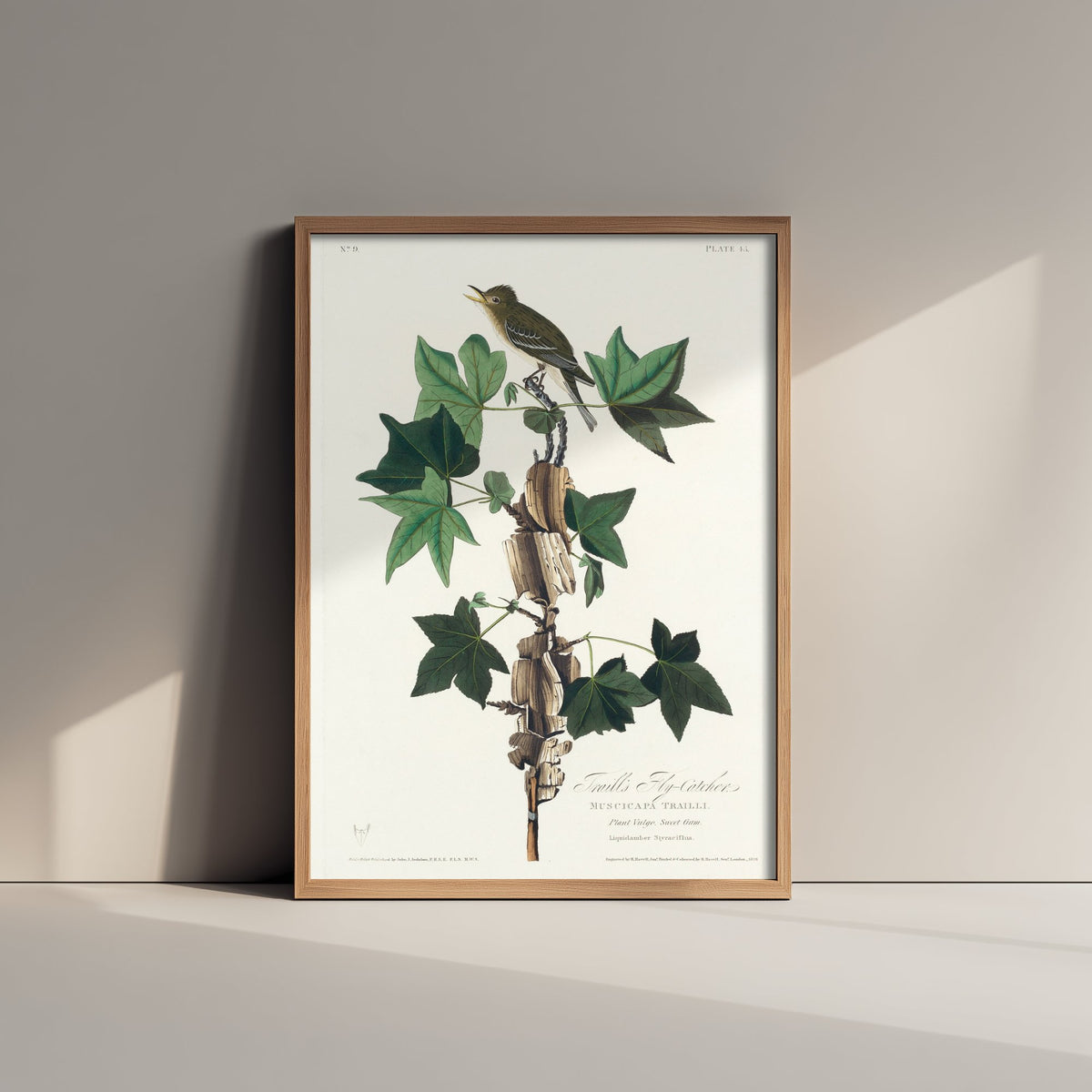 Willow Flycatcher - John James Audubon Birds of America Art Print Poster Illustration