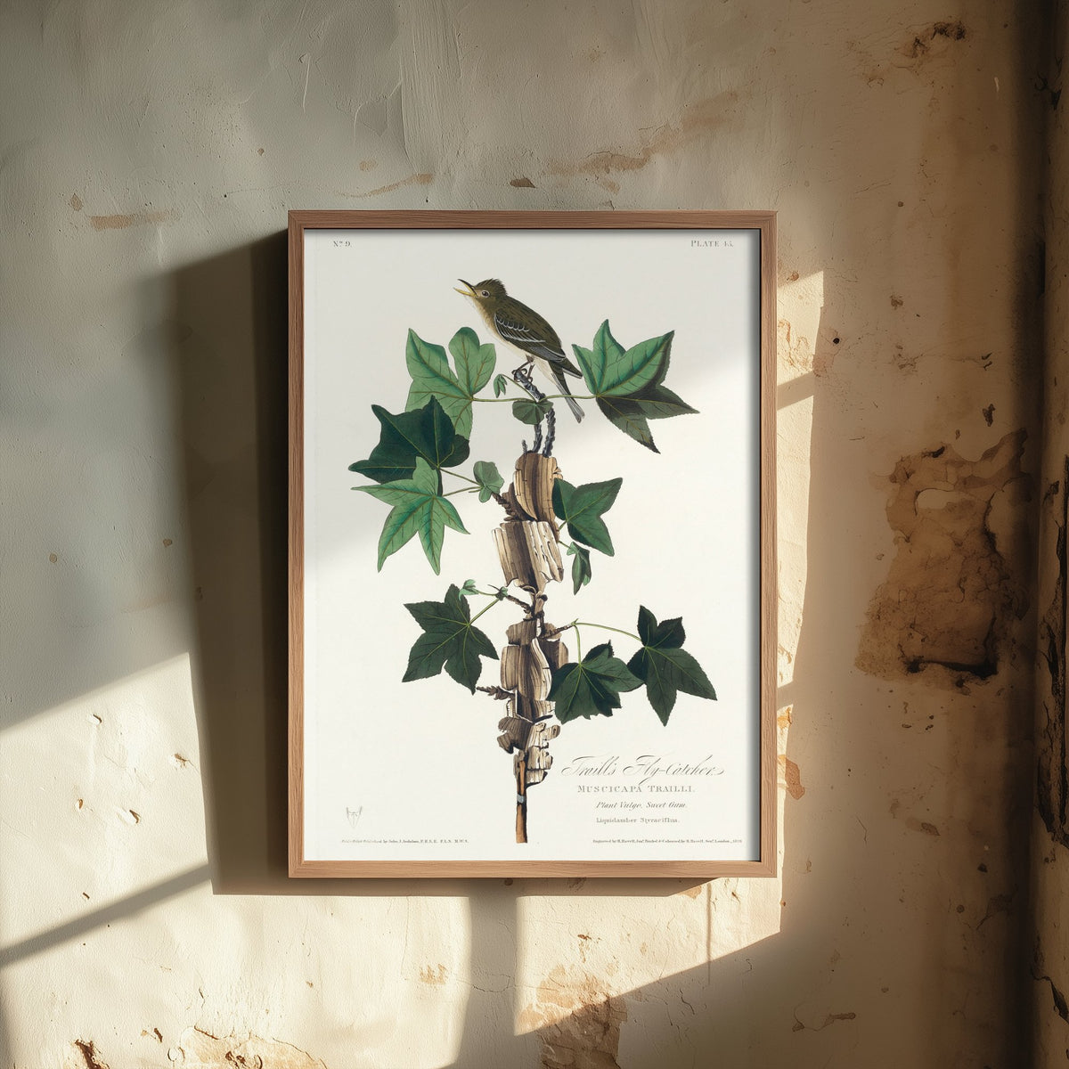 Willow Flycatcher - John James Audubon Birds of America Art Print Poster Illustration