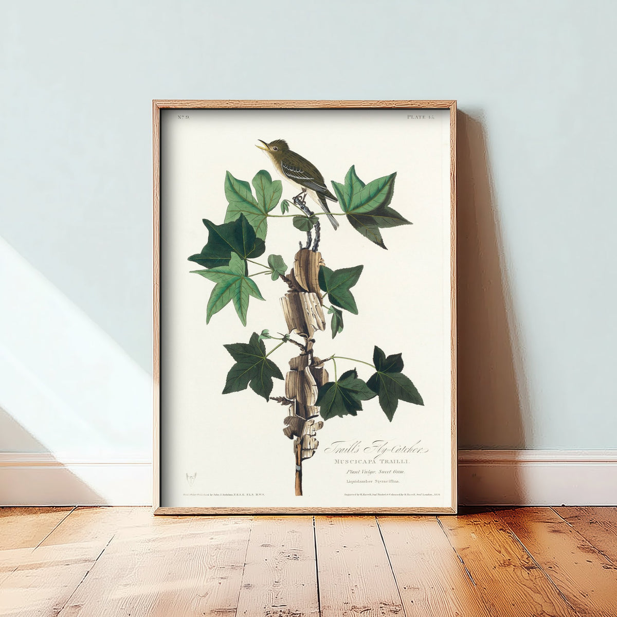 Willow Flycatcher - John James Audubon Birds of America Art Print Poster Illustration