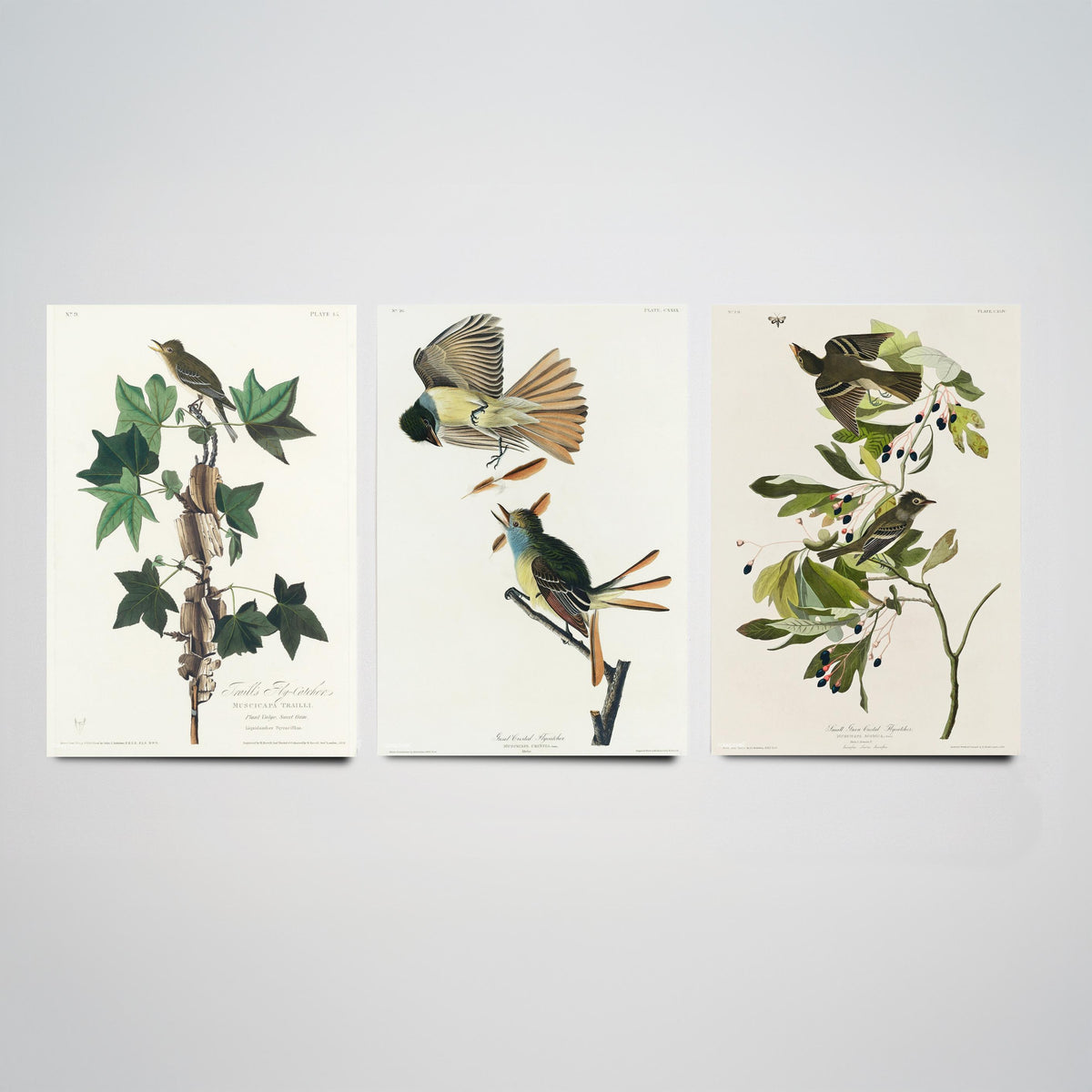 Set of Three John James Audubon Prints - Traill's Great Crested and Small Green Crested Flycatcher - 3 Bird Paintings Poster Wall Art