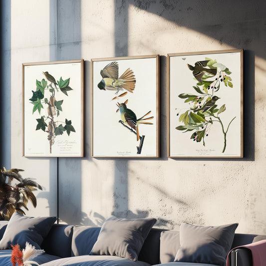 Set of Three John James Audubon Prints - Traill's Great Crested and Small Green Crested Flycatcher - 3 Bird Paintings Poster Wall Art