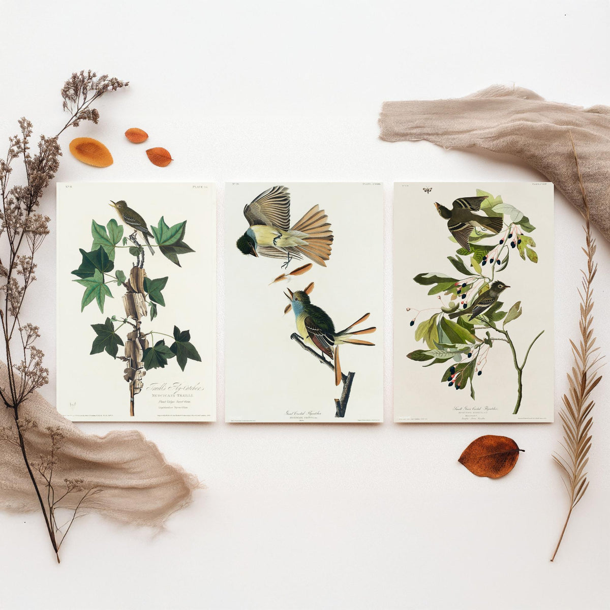 Set of Three John James Audubon Prints - Traill's Great Crested and Small Green Crested Flycatcher - 3 Bird Paintings Poster Wall Art