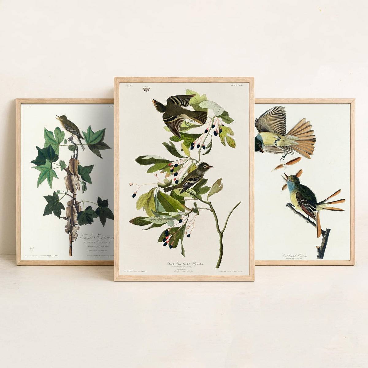 Set of Three John James Audubon Prints - Traill's Great Crested and Small Green Crested Flycatcher - 3 Bird Paintings Poster Wall Art