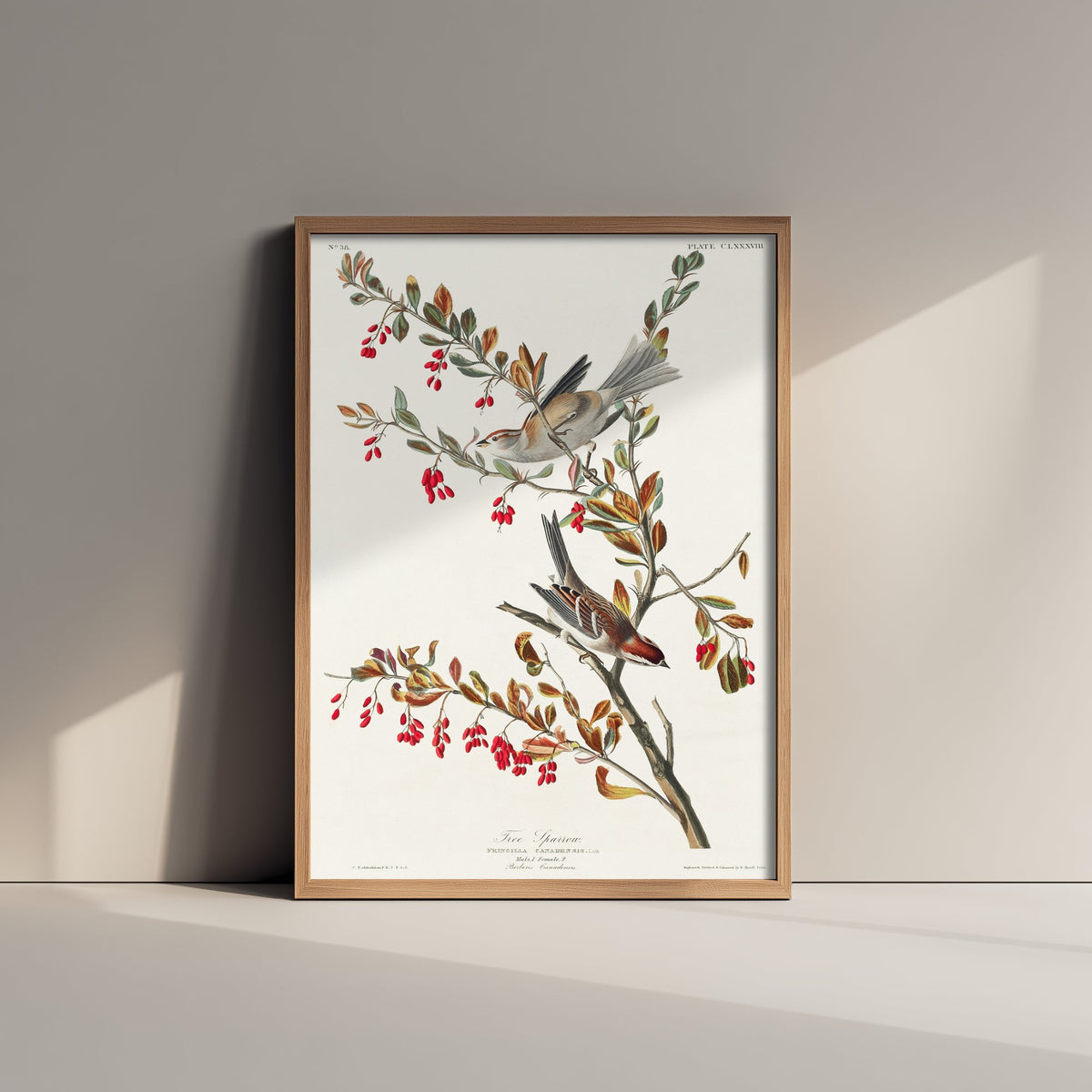American Tree Sparrow - John James Audubon Birds of America Art Print Poster Illustration