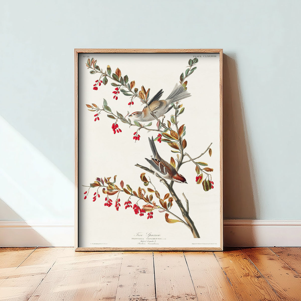 American Tree Sparrow - John James Audubon Birds of America Art Print Poster Illustration