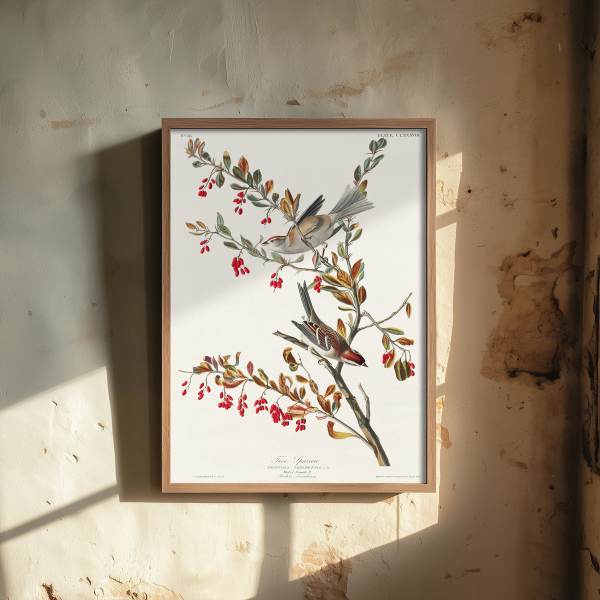 American Tree Sparrow - John James Audubon Birds of America Art Print Poster Illustration