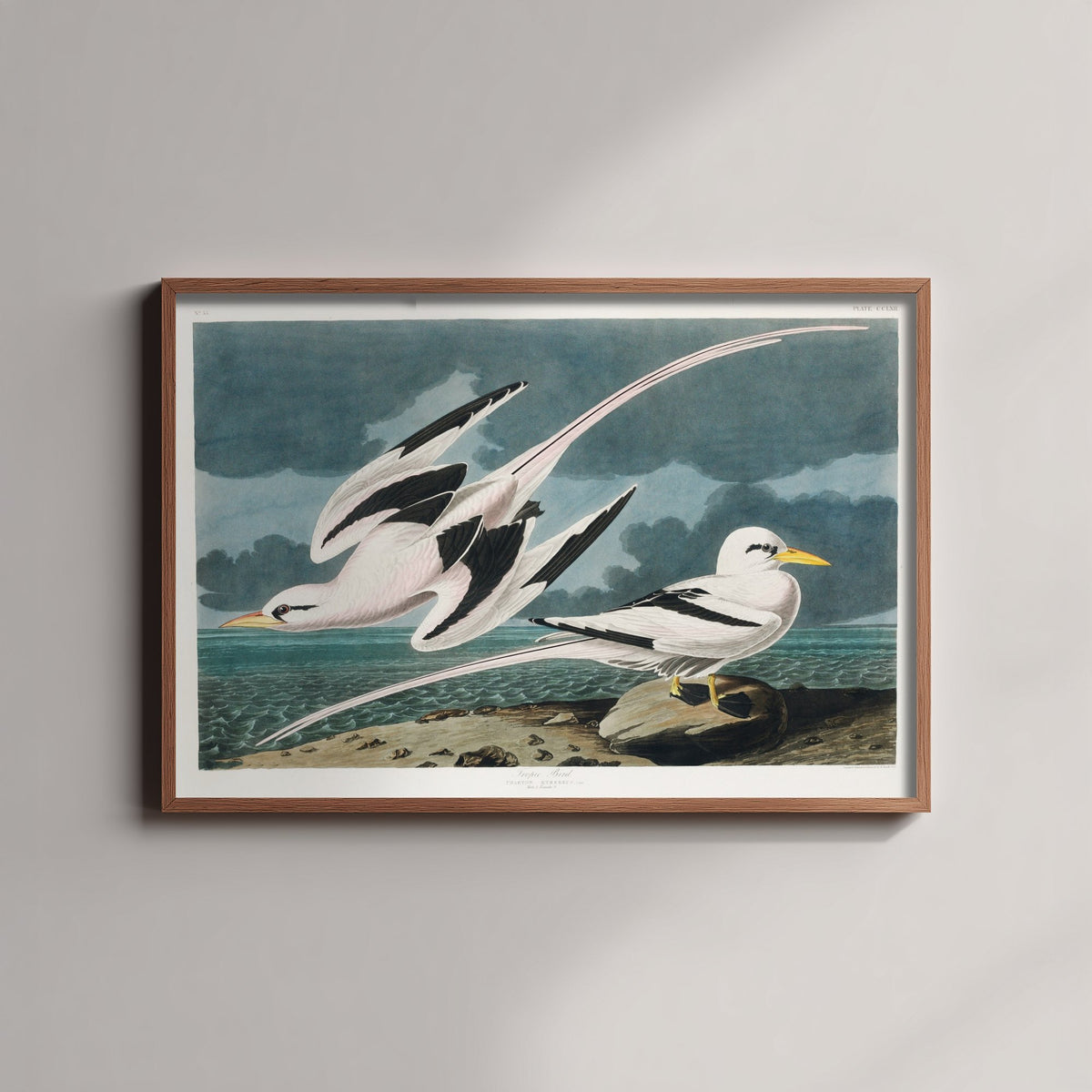 Tropicbird - John James Audubon Birds of America Art Print Poster Illustration