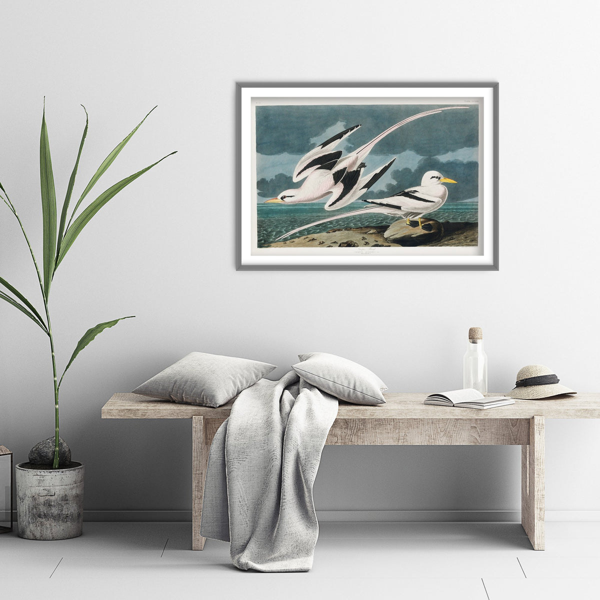 Tropicbird - John James Audubon Birds of America Art Print Poster Illustration