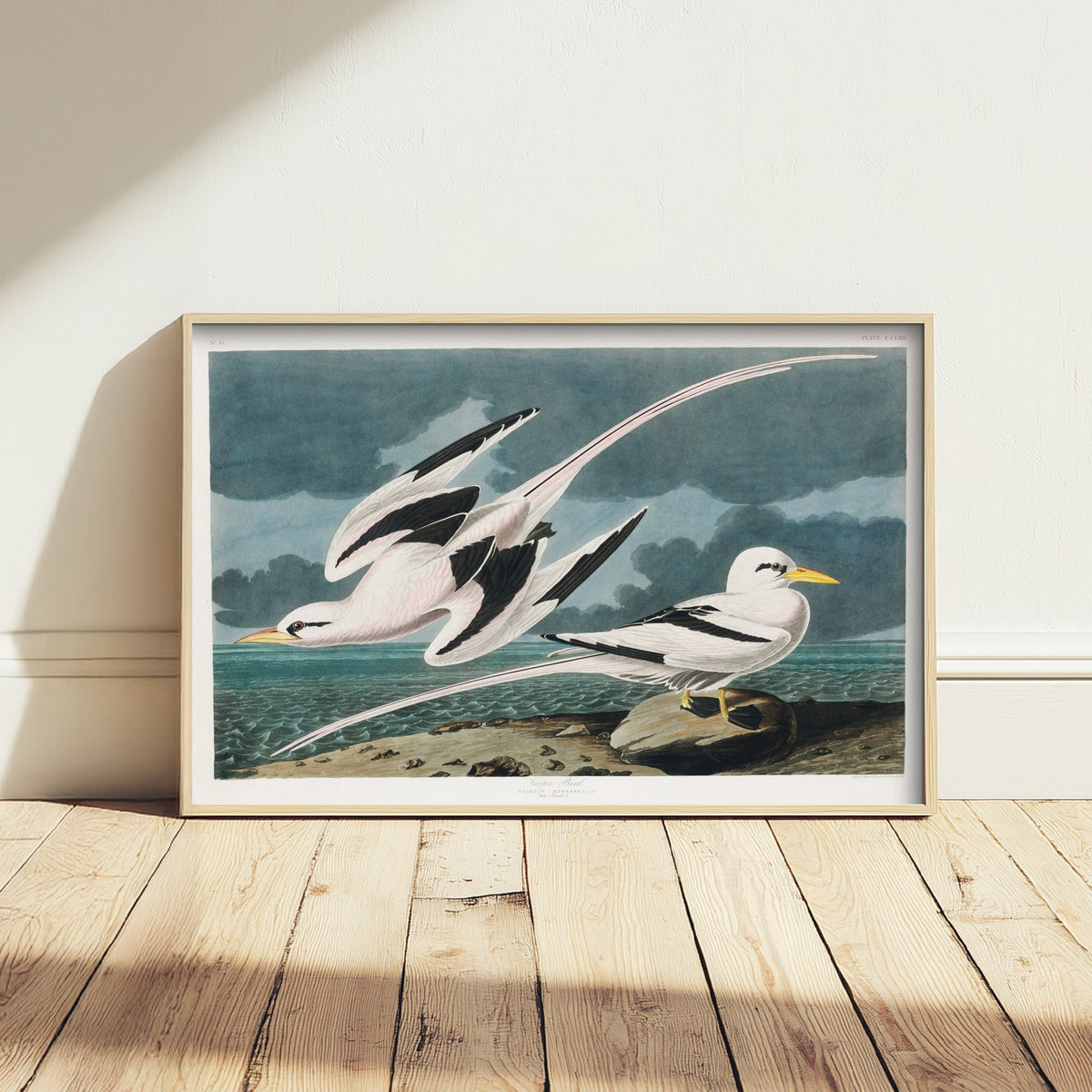 Tropicbird - John James Audubon Birds of America Art Print Poster Illustration