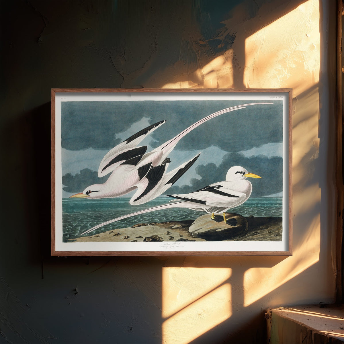 Tropicbird - John James Audubon Birds of America Art Print Poster Illustration