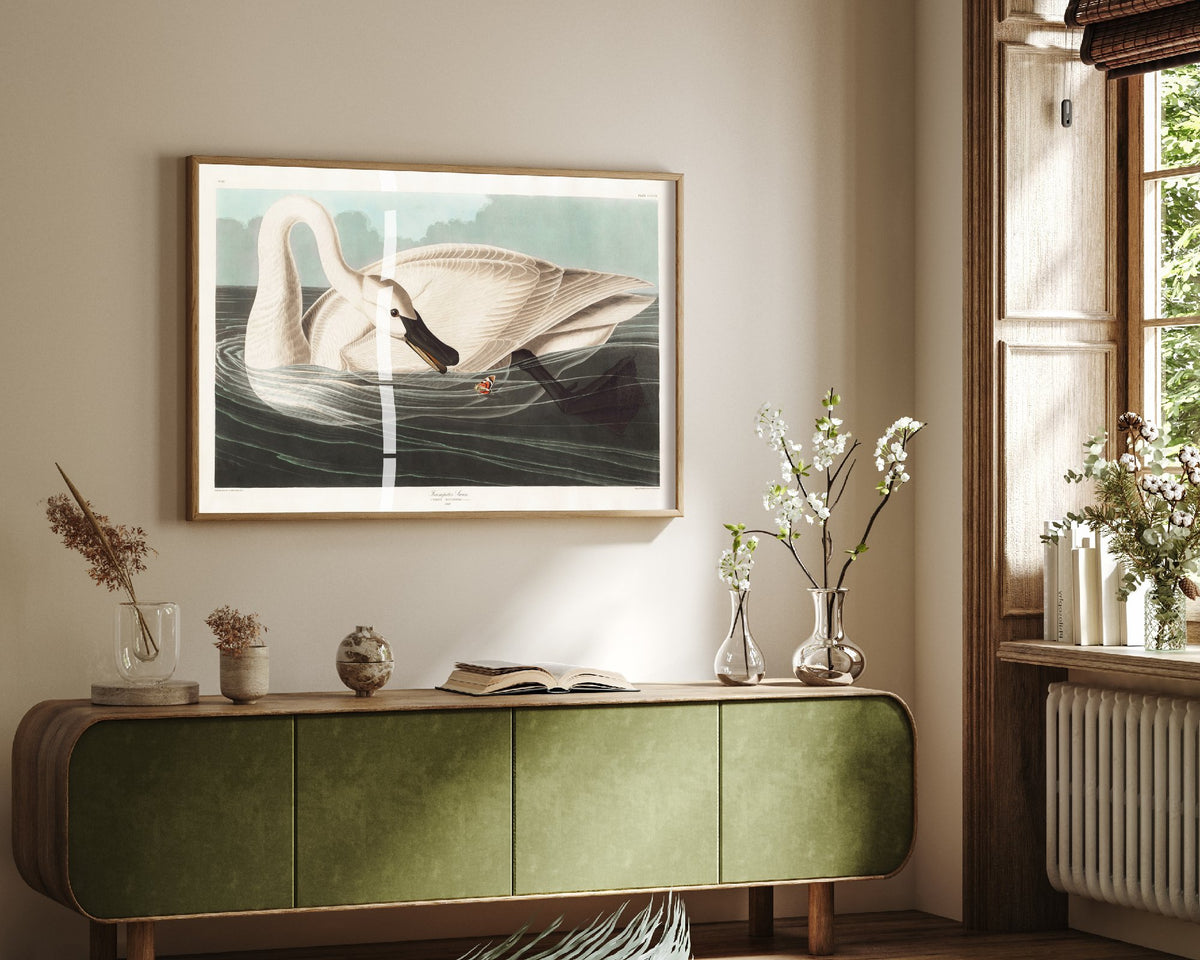 Trumpeter Swan Swimming - John James Audubon Birds of America Art Print Poster Illustration