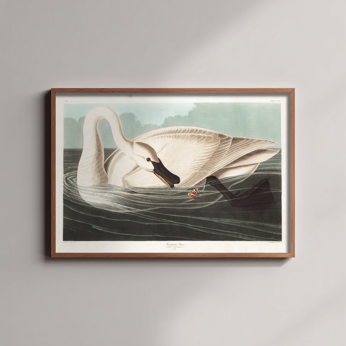 Trumpeter Swan Swimming - John James Audubon Birds of America Art Print Poster Illustration
