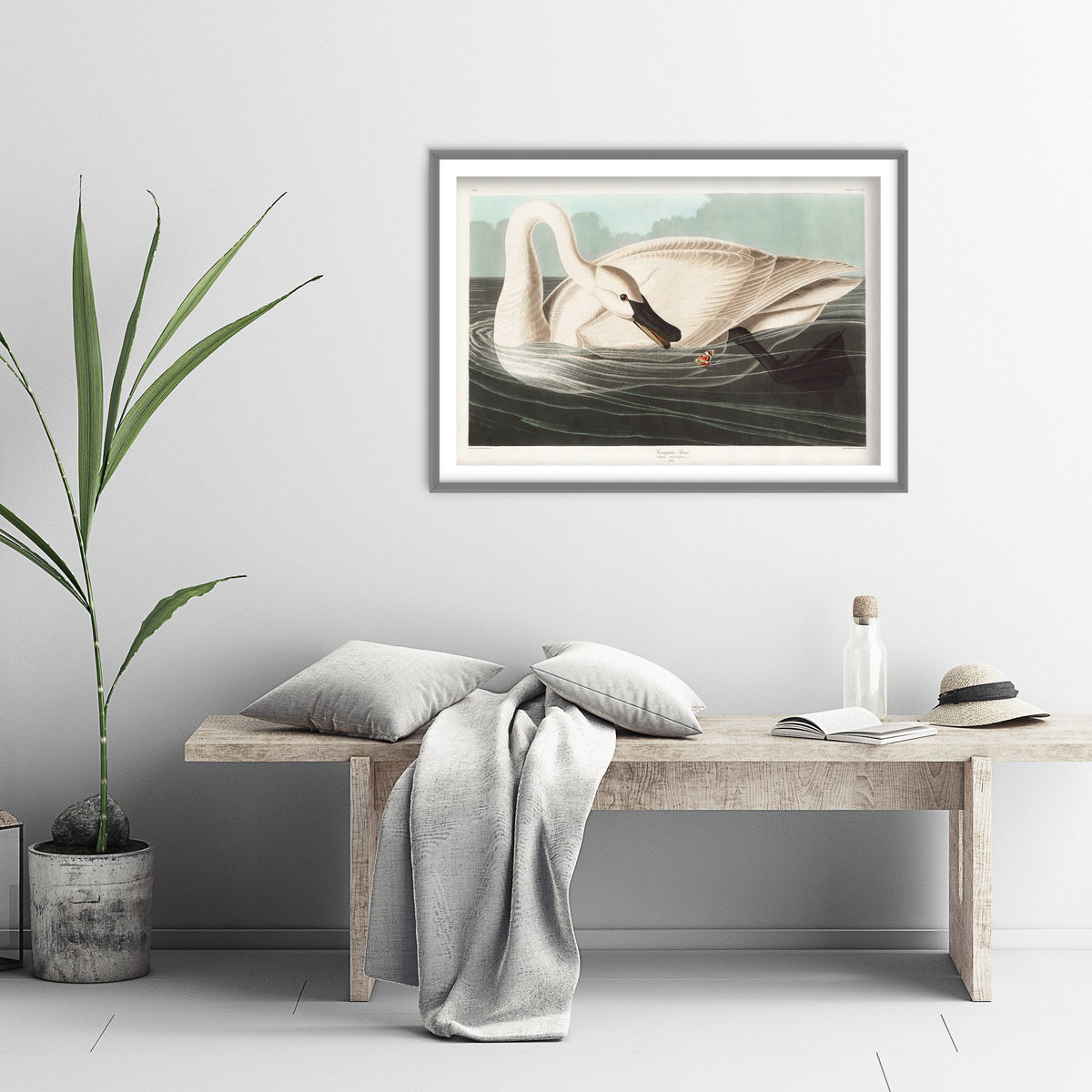 Trumpeter Swan Swimming - John James Audubon Birds of America Art Print Poster Illustration