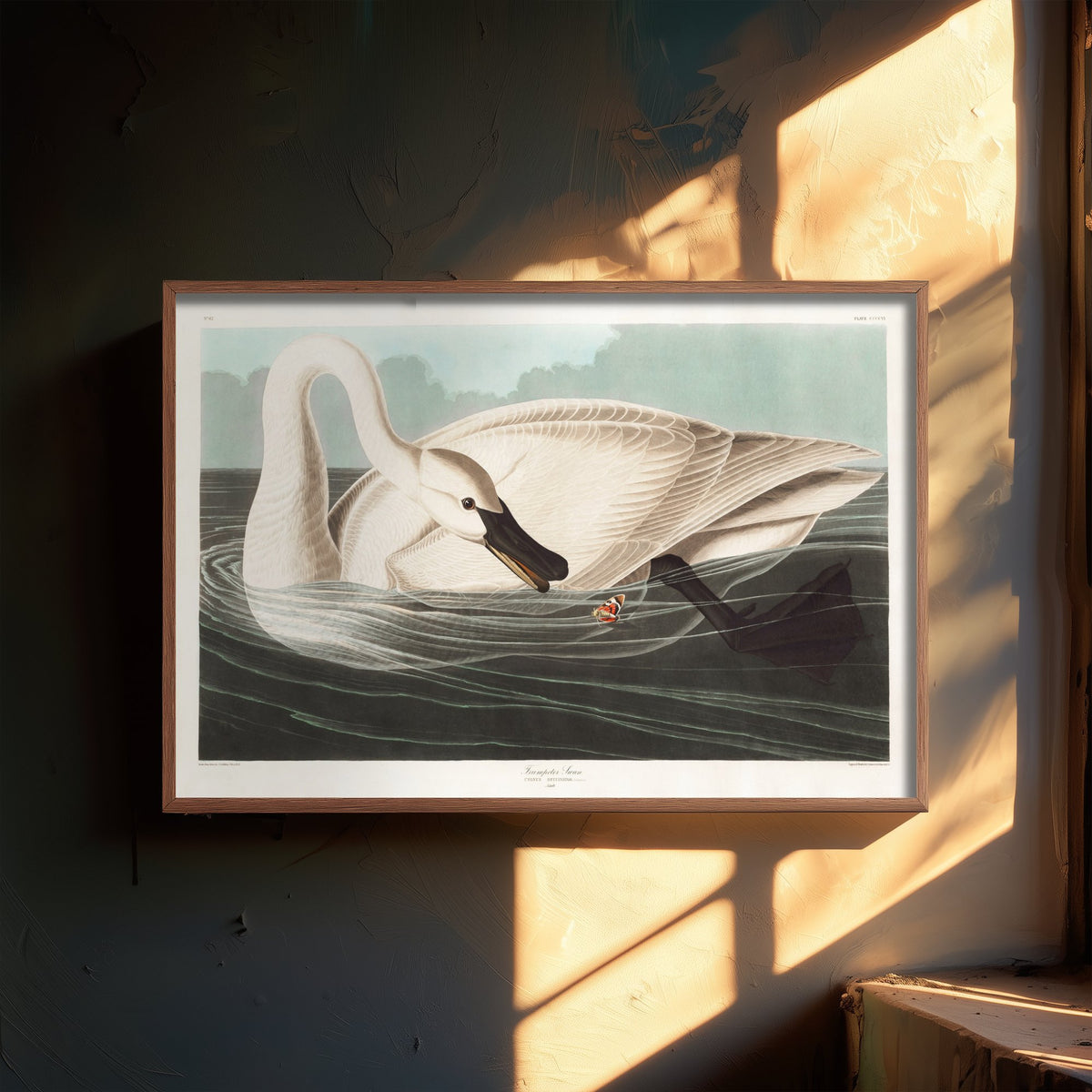 Trumpeter Swan Swimming - John James Audubon Birds of America Art Print Poster Illustration