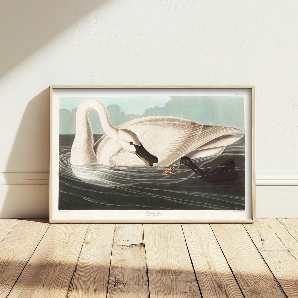 Trumpeter Swan Swimming - John James Audubon Birds of America Art Print Poster Illustration