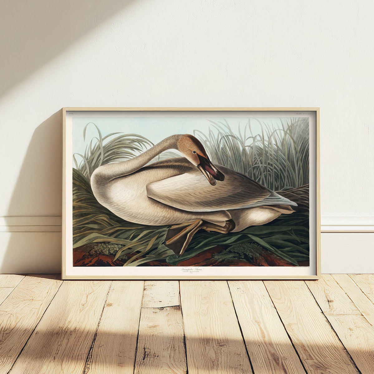 Trumpeter Swan Young - John James Audubon Birds of America Art Print Poster Illustration