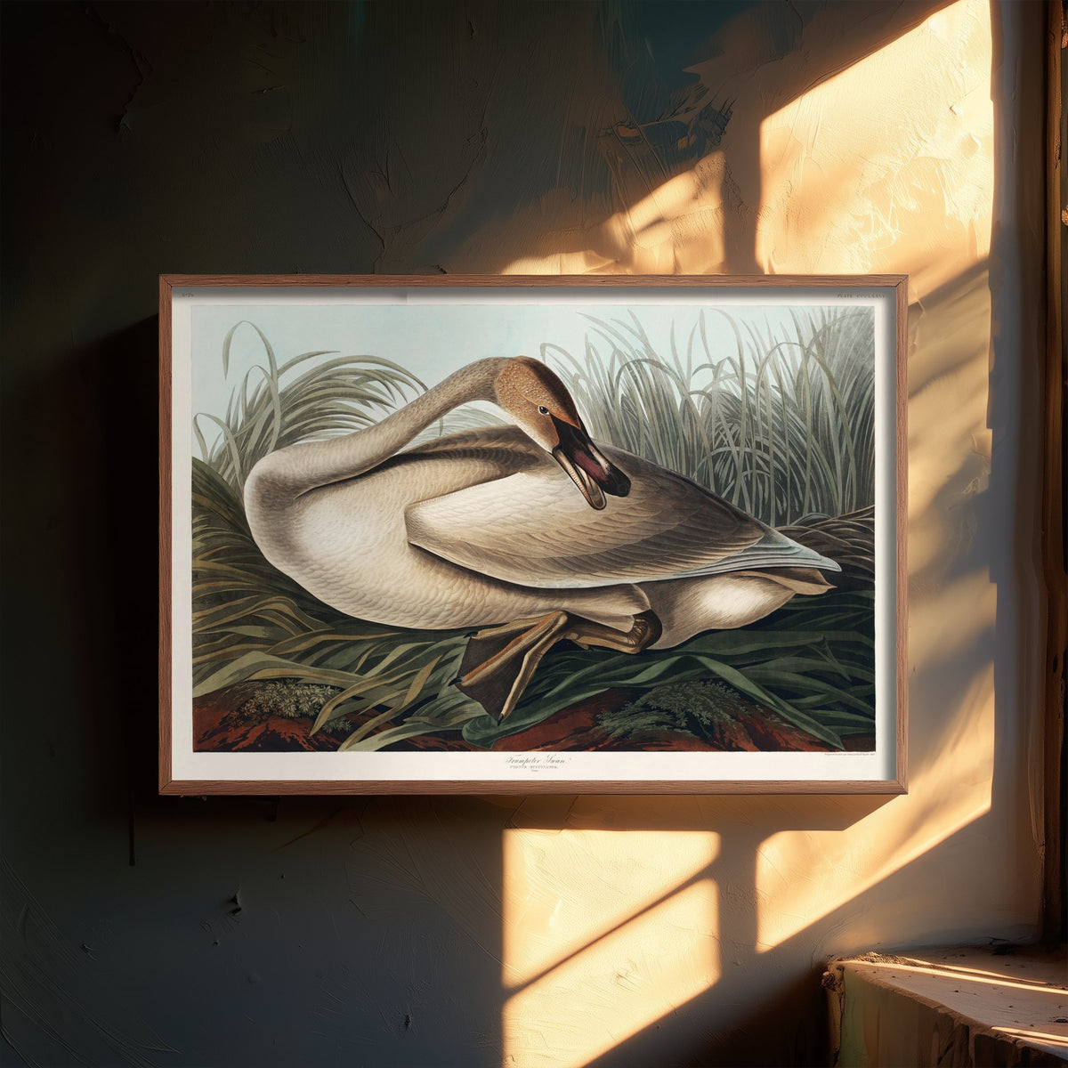 Trumpeter Swan Young - John James Audubon Birds of America Art Print Poster Illustration