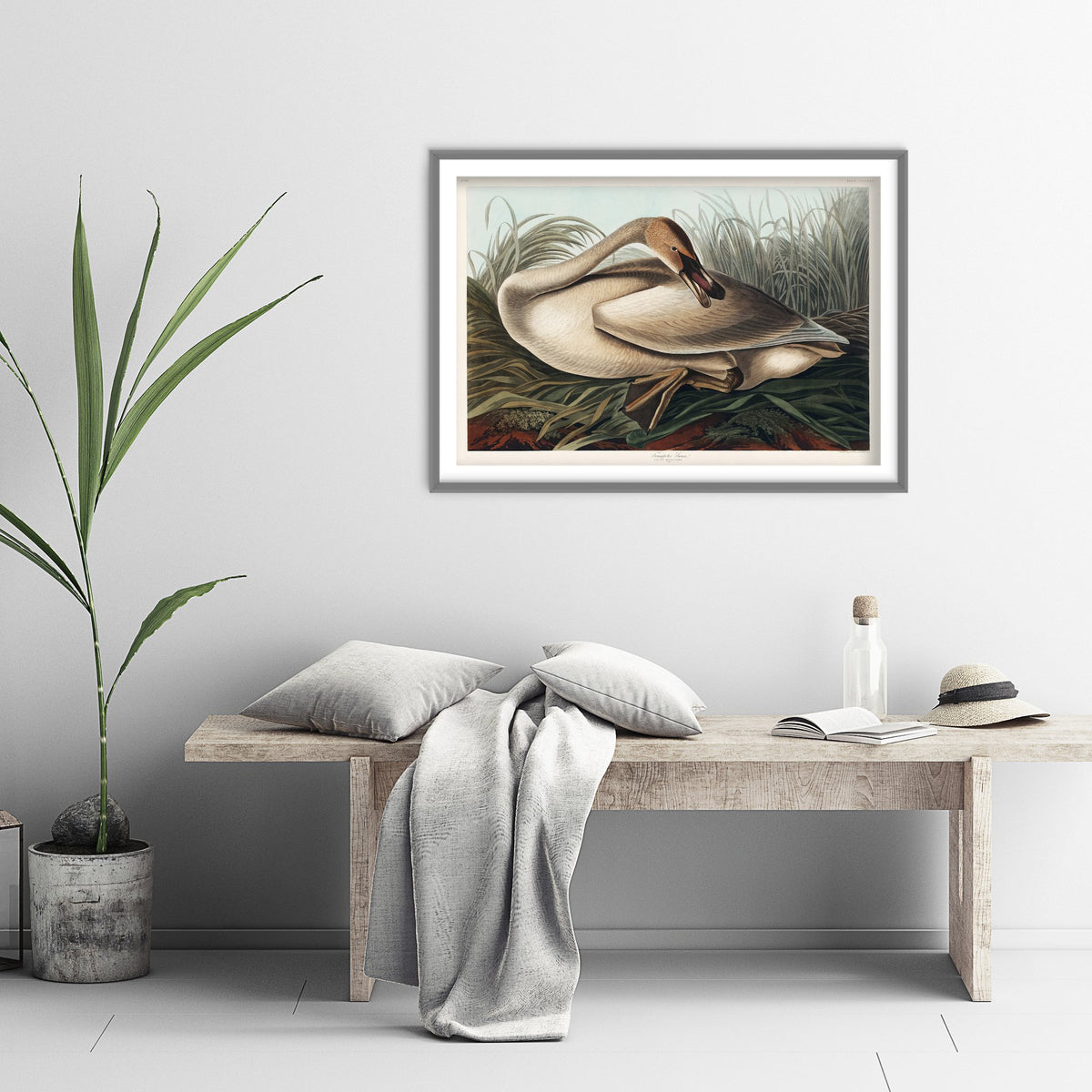 Trumpeter Swan Young - John James Audubon Birds of America Art Print Poster Illustration