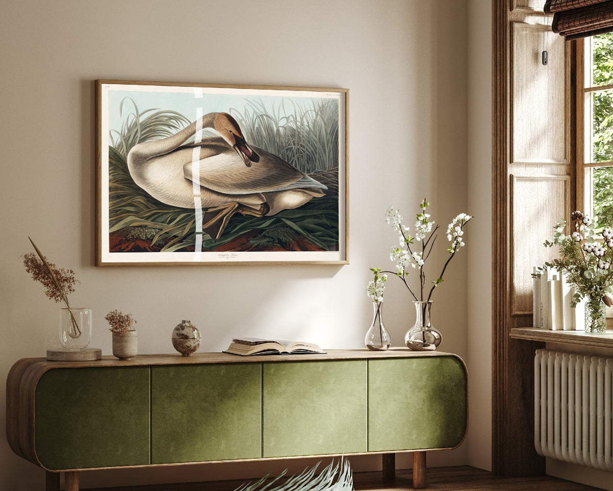 Trumpeter Swan Young - John James Audubon Birds of America Art Print Poster Illustration