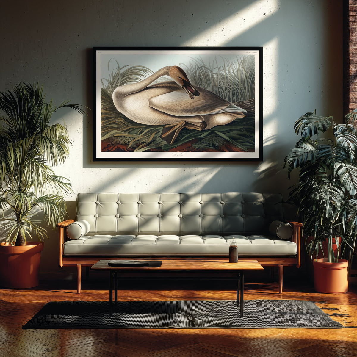 Trumpeter Swan Young - John James Audubon Birds of America Art Print Poster Illustration