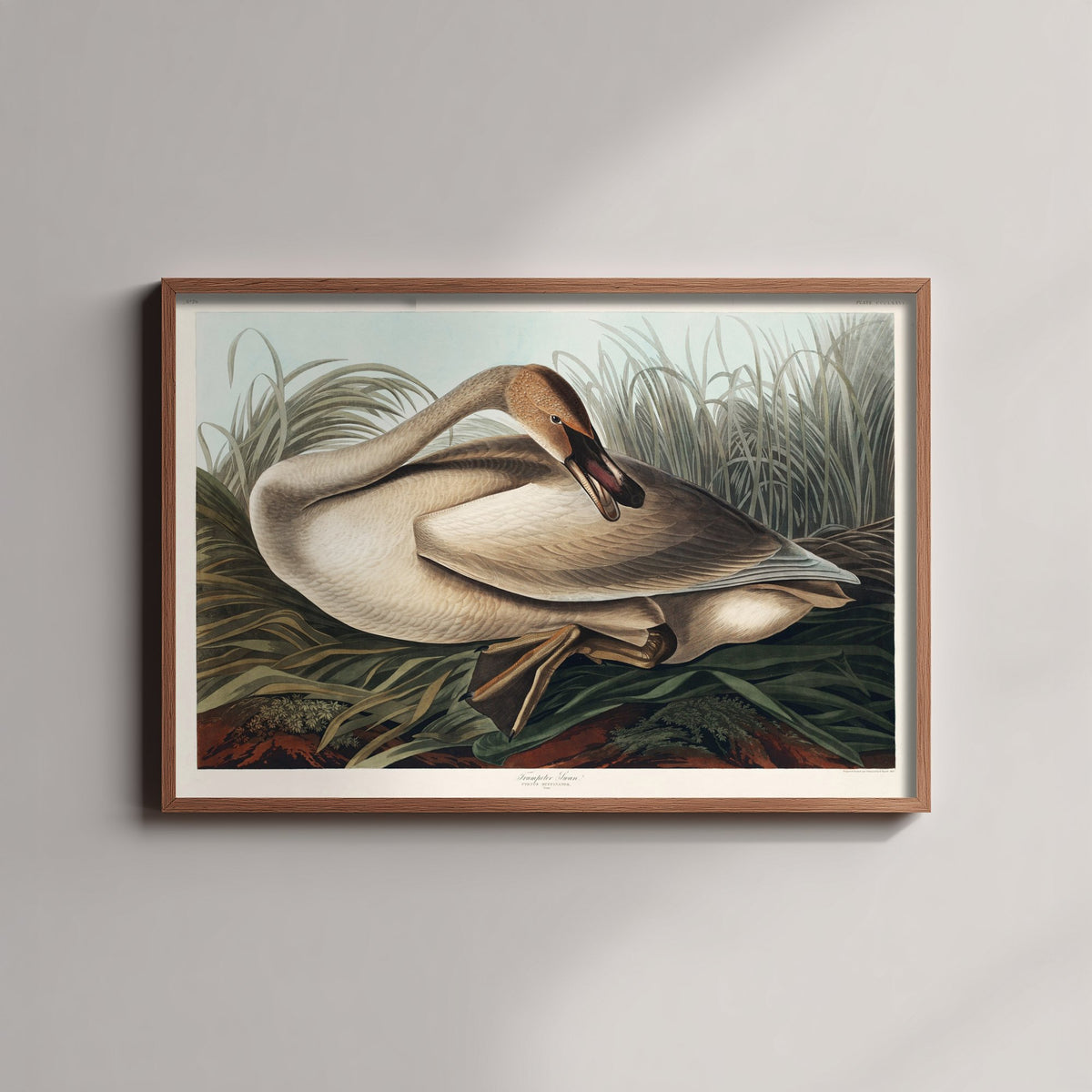 Trumpeter Swan Young - John James Audubon Birds of America Art Print Poster Illustration