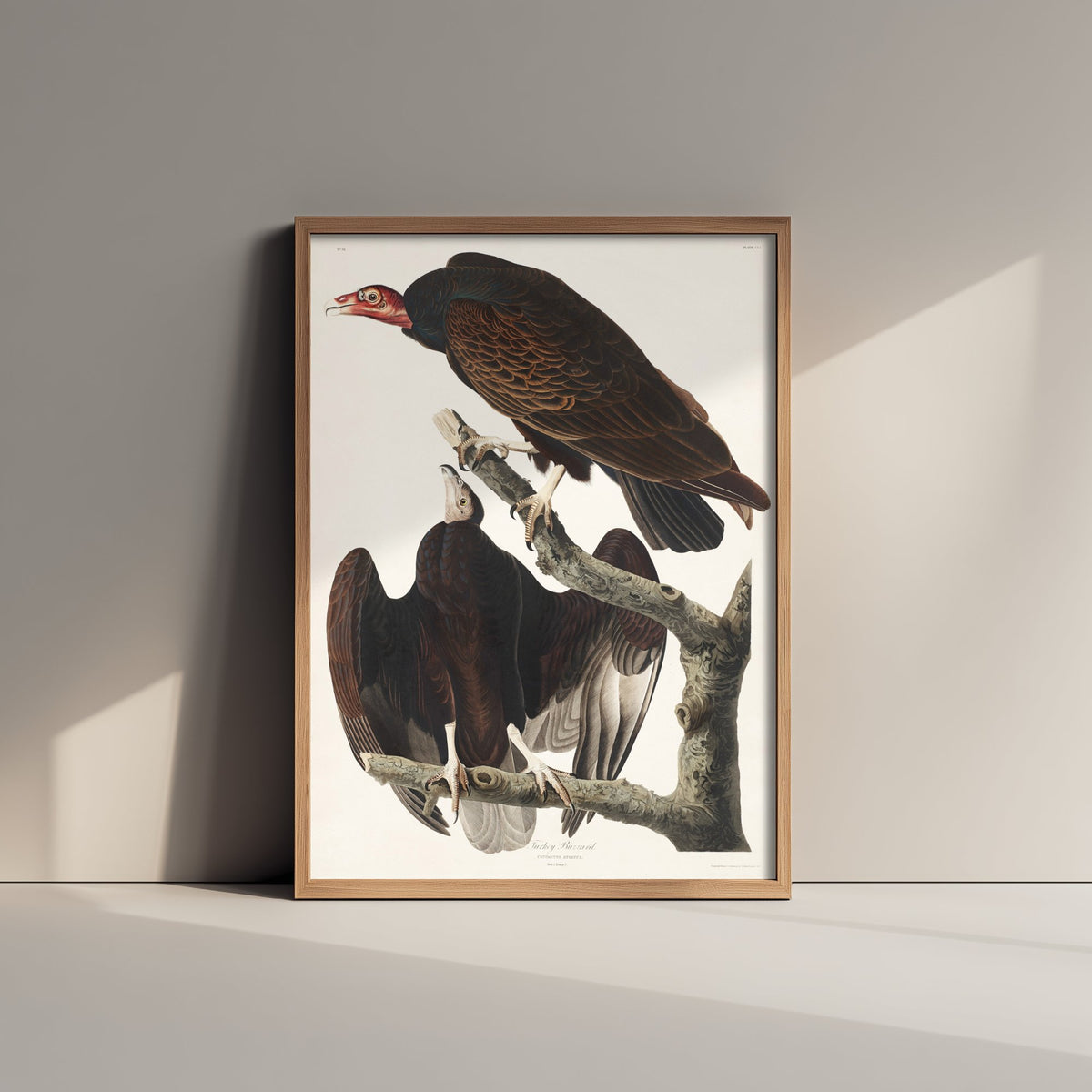 Turkey Vulture - John James Audubon Birds of America Art Print Poster Illustration