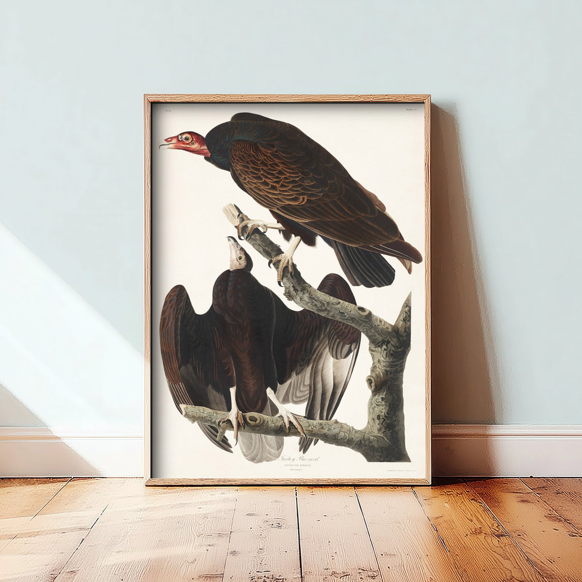 Turkey Vulture - John James Audubon Birds of America Art Print Poster Illustration