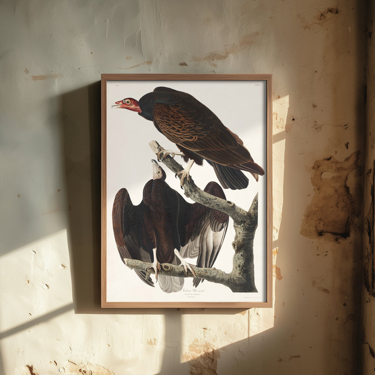 Turkey Vulture - John James Audubon Birds of America Art Print Poster Illustration