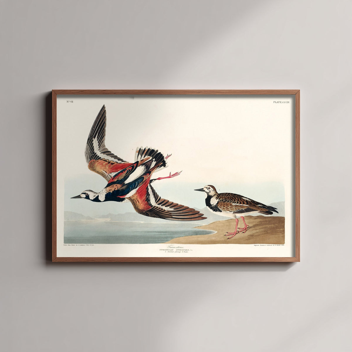 Ruddy Turnstone - John James Audubon Birds of America Art Print Poster Illustration