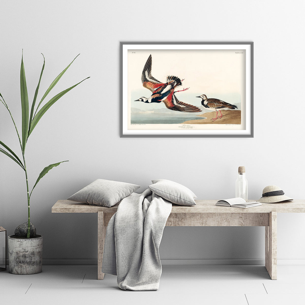 Ruddy Turnstone - John James Audubon Birds of America Art Print Poster Illustration