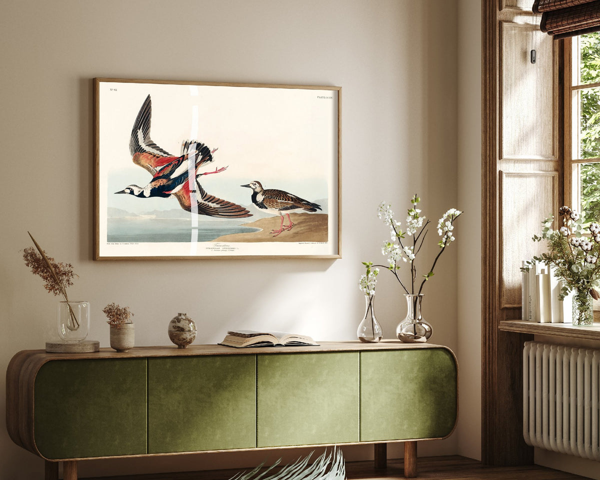 Ruddy Turnstone - John James Audubon Birds of America Art Print Poster Illustration